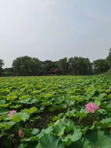 苏州中国花卉植物园-苏州-88top