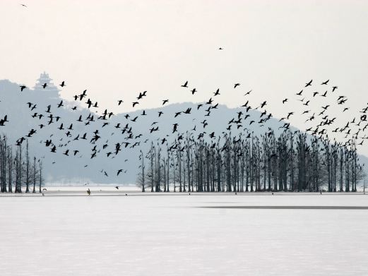 东湖落雁景区