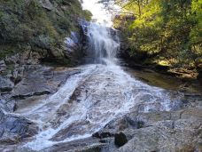 天堂寨-金寨-大松树叶子