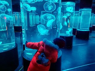 云游四海(1427)冬游老虎滩海洋公园(下)珊瑚馆