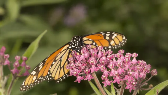 Jumalon Butterfly Sanctuary