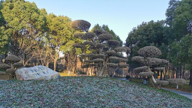 金桥公园旅行图片 5