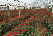 泽普县鲜切玫瑰花种植基地景点图片