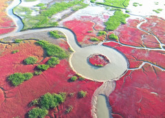 盘锦游记图片] 中国最大、最浪漫的红海滩，很适合情侣一起游玩丨六月盘锦旅游攻略
