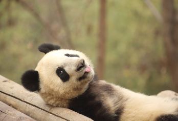 秦岭四宝科学公园+赵公明财神祖庙+烟火巷子一日游【打卡七仔】【看秦岭四宝赏美景，与可爱“七仔”亲密互动】