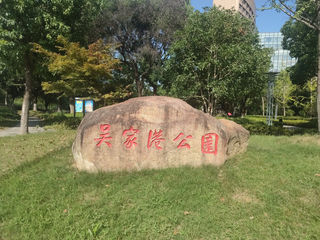 麦冬，星辰铺就绿地毯