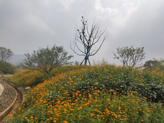 硫华菊,金秋收获季