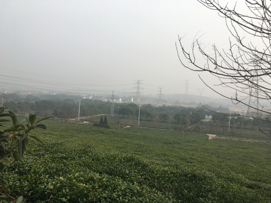 斗山,七岭沿坡茶园翠