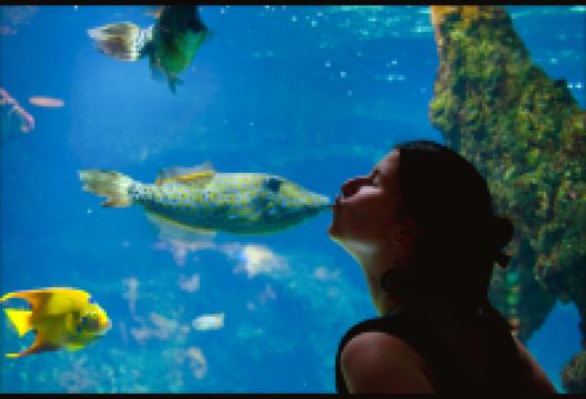 拉罗谢尔水族馆景点图片