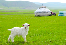 科尔沁国家级自然保护区景点图片