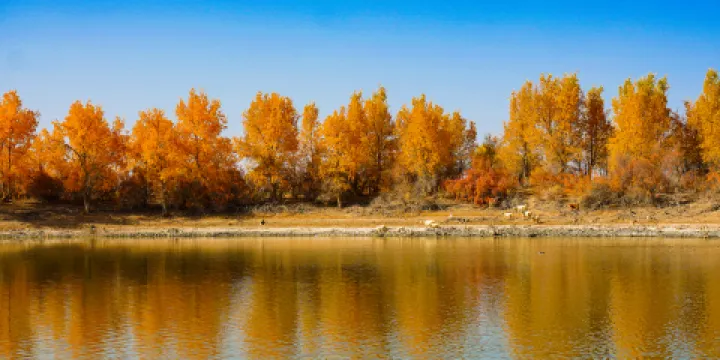 千畝胡楊林觀賞區