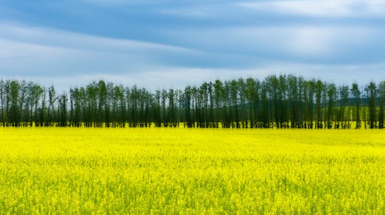 6-Day China + Inner Mongolia + Hulunbuir + Hulunbuir Grasslands + Moergle River Scenic Area + Inner Mongolia Ergun National Wetland Park