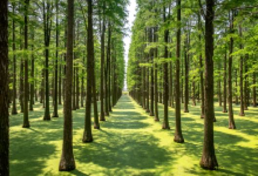 渌洋湖湿地公园景点图片