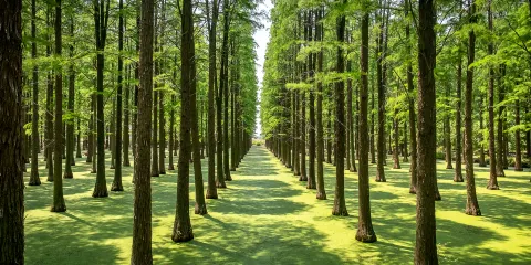 淥洋湖濕地公園