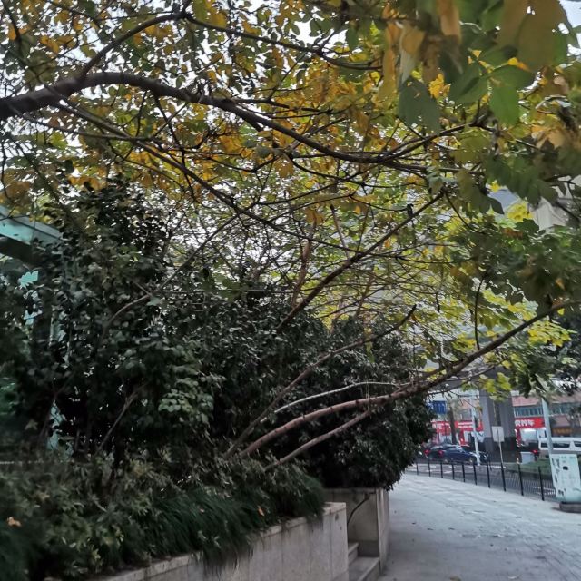 岭南公园旅行图片 2