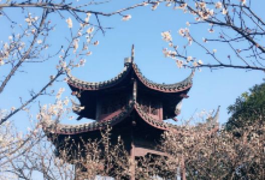 超山观梅景点图片