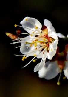 东湖梅园-武汉-zhouchicjw