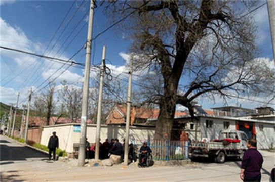 蓟县黄崖关古枫农家院，中式四合小院，像极明清皇家园林一角！