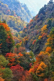青川游记图片] 探秘广元青川的自然秘境——唐家河，抓住彩林的小尾巴，寻访珍稀动物的足迹！