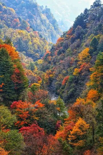 探秘广元青川的自然秘境——唐家河，抓住彩林的小尾巴，寻访珍稀动物的足迹！