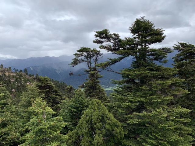 鲁朗林海风景区旅行图片 3