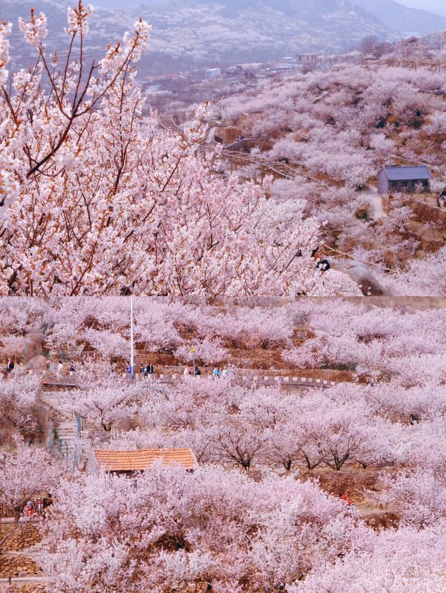 崂山大崂樱桃谷旅行图片 5