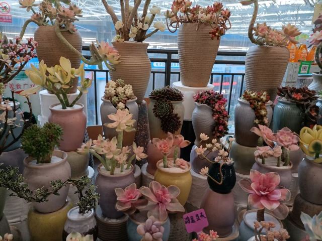 花之城旅行图片 1