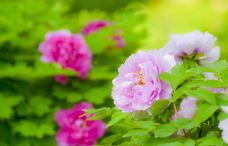 苏州中国花卉植物园-苏州-C-IMAGE