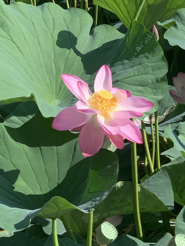 为民湖绿色生态园旅行图片 6