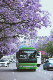 西昌游记图片] “绝绝紫”！四川这座小城20000余株的蓝花楹开了！