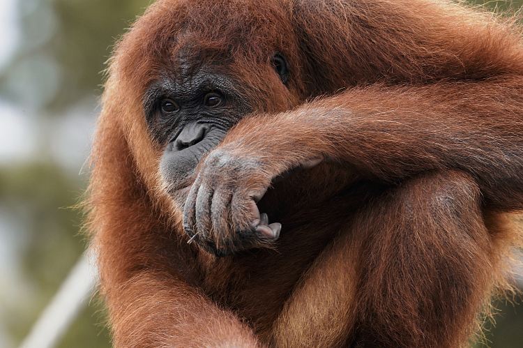 Shendiao Wild Animal Nature Reserve