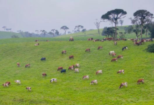 Ambewela农场景点图片