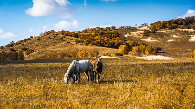 3-day 2-night · Private Tour · China + Inner Mongolia + Beijing + Saihanba National Forest Park + Wulanbutong Steppe Tourist Area