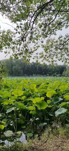 苏州中国花卉植物园-苏州-88top