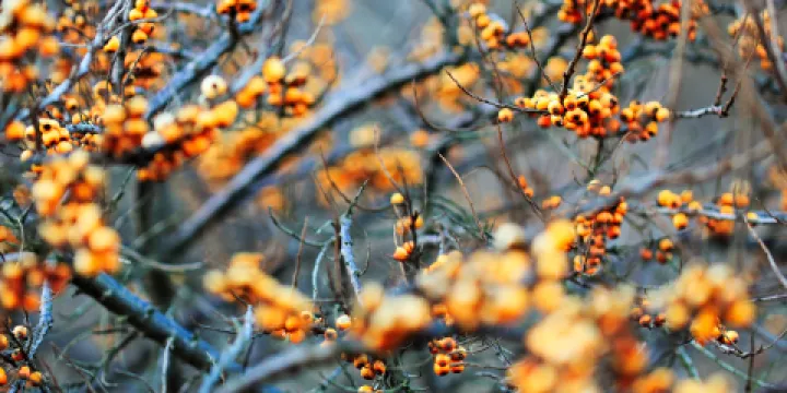 中國安陽蠟梅園