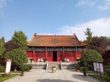 蒙城文庙-蒙城-大松树叶子