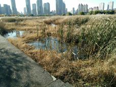 群力国家城市湿地公园-哈尔滨-liujd01