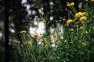 鹤庆游记图文-这样的大理，你想来吗？