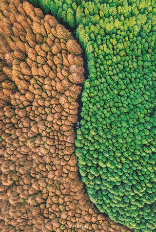 【自驾重庆】48小时，迷失在山城之外的醉人秋色