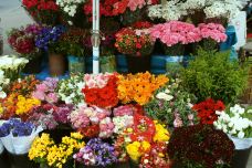 辛格鲜花市场-阿姆斯特丹