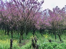 贵安樱花园-安顺-麻烦的昵称123