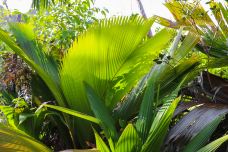 马埃岛-卡斯喀得