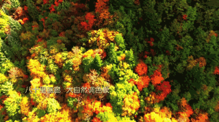 亚洲最大!藏匿阿坝的“彩林王国”,处处美到心动!