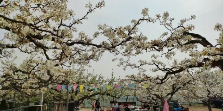 大興萬畝梨花莊園