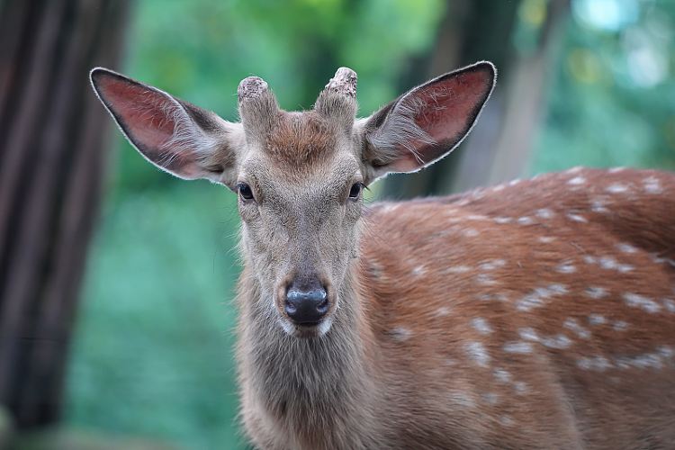 重慶動物園