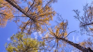 Songyuan Forest Park