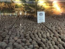 河源恐龙博物馆-河源