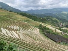 龙脊梯田风景名胜区-金坑梯田-龙胜-不可触碰撞的鱼