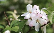 海柏公园-多伦多-zhulei831230