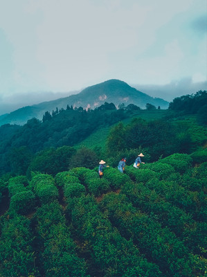 如果茶绕不开,那么还有什么关于蒙顶山?